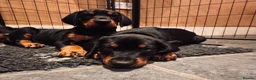 Dobermann dogs for sale: KC reg Dobie Pups | Two girls available - Advert 7
