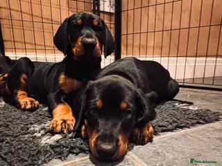 Dobermann dogs KC registered Doberman Puppies | 1 Boy & 4 Girls - Advert 3