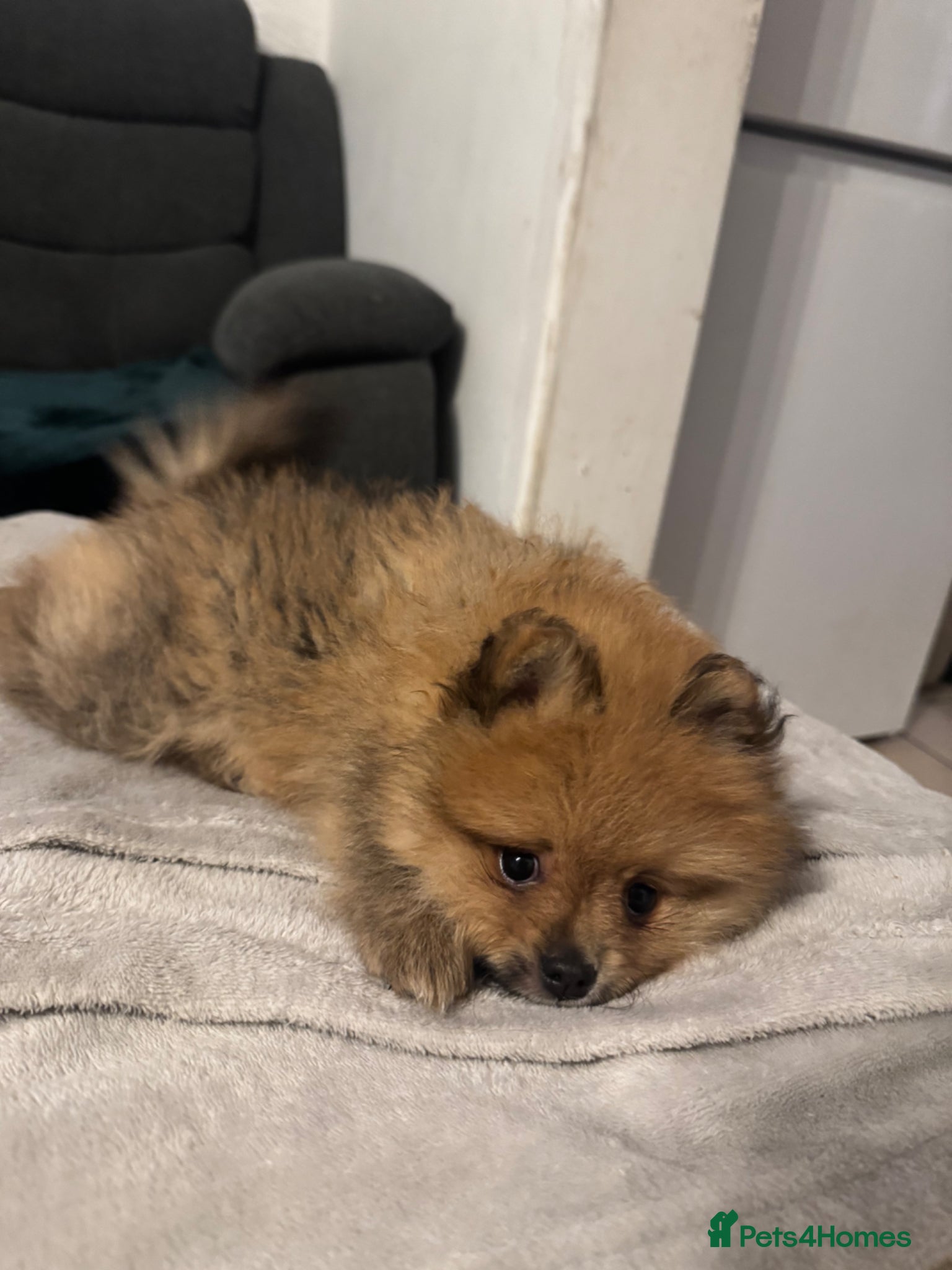 Pomeranian dogs for sale: ⭐️teddy bear Pomeranian ⭐️ - Advert 5