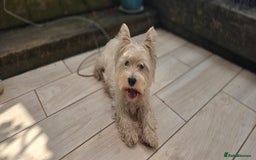 West Highland Terrier dogs for sale: Westie kc pups - Image 5