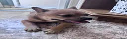 Mixed Breed dogs for sale: French bulldog x chow  in Southend-on-Sea - Advert 2