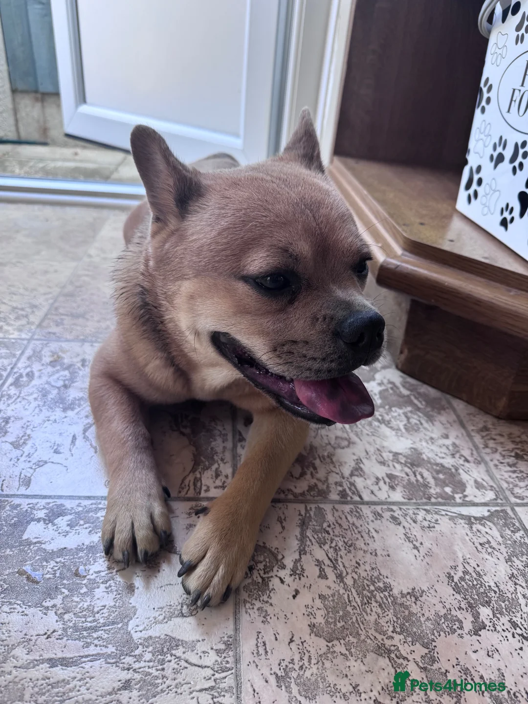 Mixed Breed dogs for sale: French bulldog x chow  in Southend-on-Sea - Advert 2