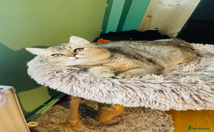 Scottish Fold cats Last golden boy ❤️ looking for new 🏠 - Advert 13