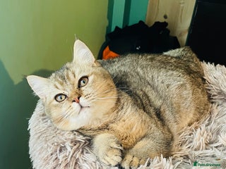 Scottish Fold cats Last golden boy ❤️ looking for new 🏠 - Advert 12