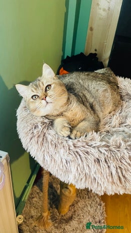 Scottish Fold cats Last golden boy ❤️ looking for new 🏠 - Advert 13