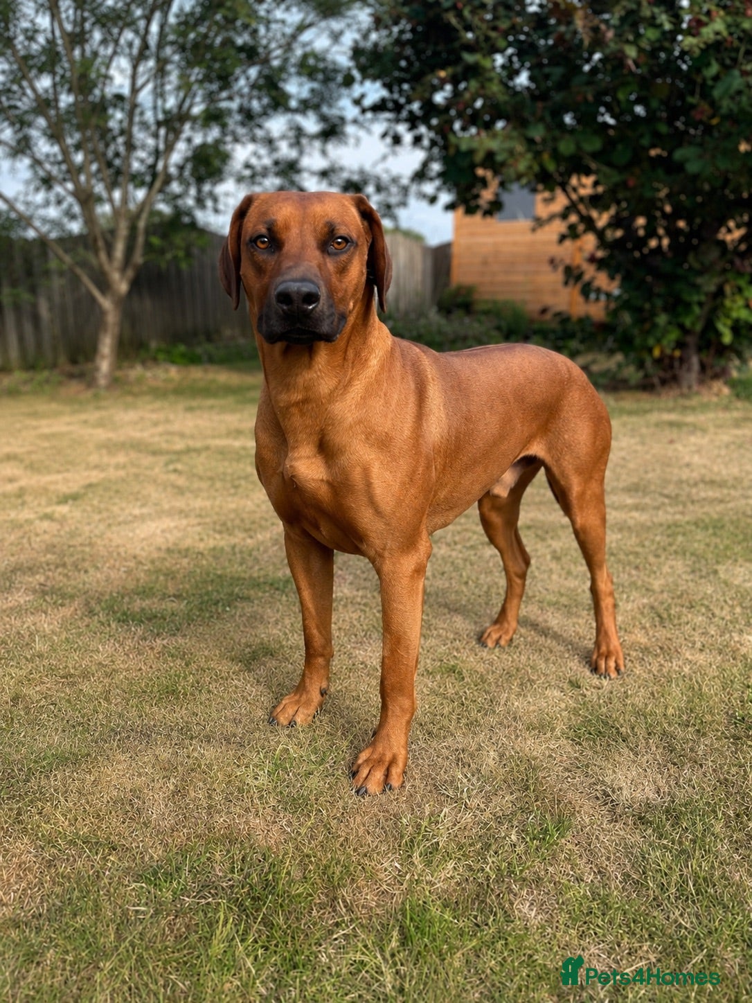 Rhodesian Ridgeback dogs European Champion Pedigree KC  - Advert 2