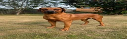 Rhodesian Ridgeback dogs for sale: European Champion Pedigree KC  - Advert 13
