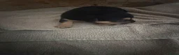 Jack Russell dogs for sale: Jack Russell Puppies - Advert 11