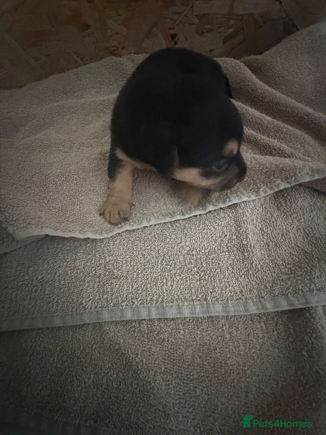 Jack Russell dogs for sale: Jack Russell Puppies - Advert 11