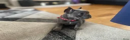 French Bulldog dogs for sale: Beautiful french bulldog female puppies  - Advert 8