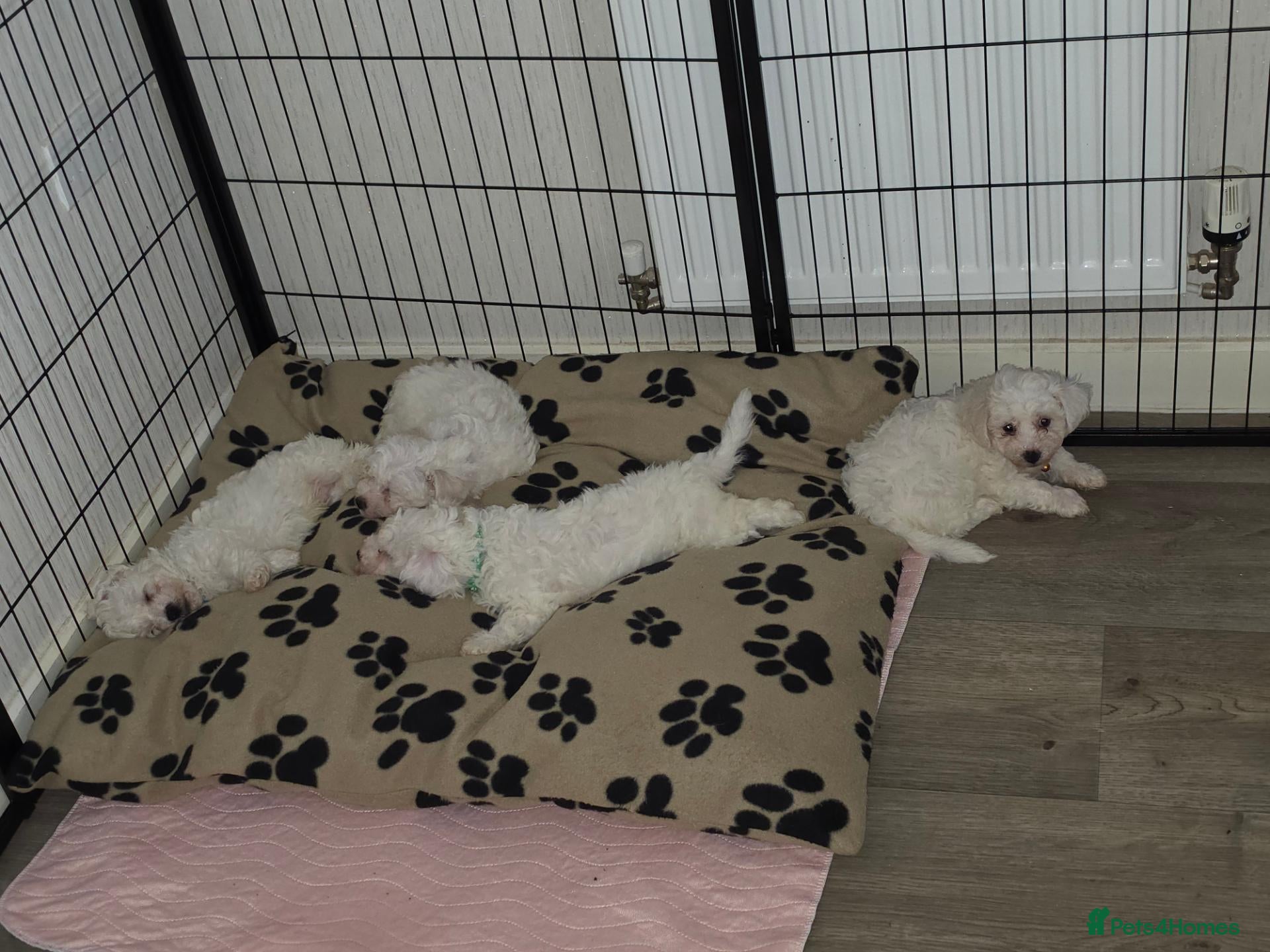 Bichon Frise dogs for sale: Male bichon frise puppies  - Advert 3