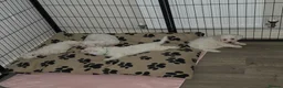 Bichon Frise dogs for sale: Male bichon frise puppies  - Advert 14