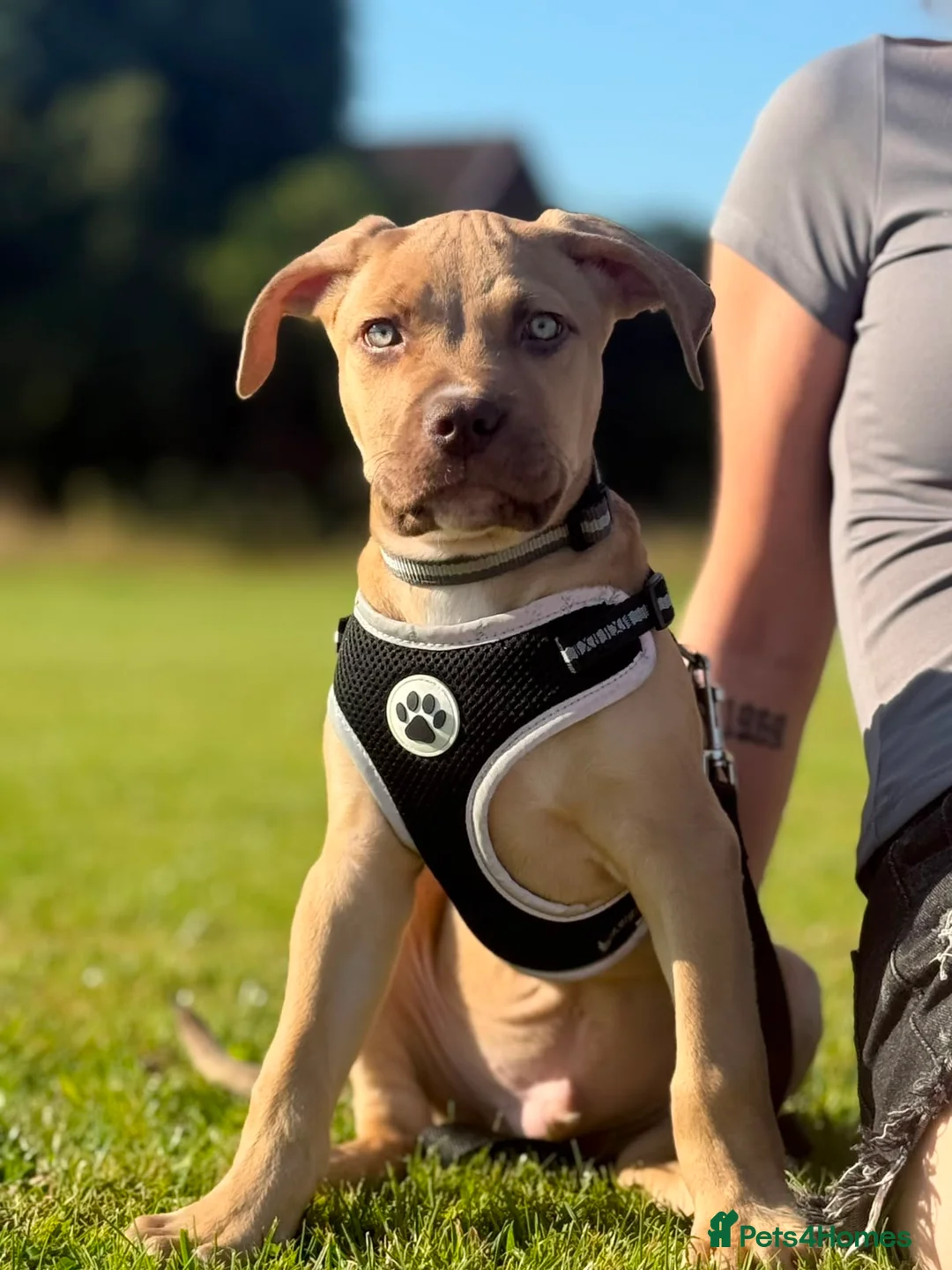 Mixed Breed dogs for sale: Bull presa pups  - Advert 2
