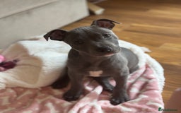 Staffordshire Bull Terrier dogs for sale: Blue Staffordshire Bullterrier  - Image 5