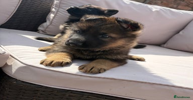 German Shepherd dogs - Advert 10