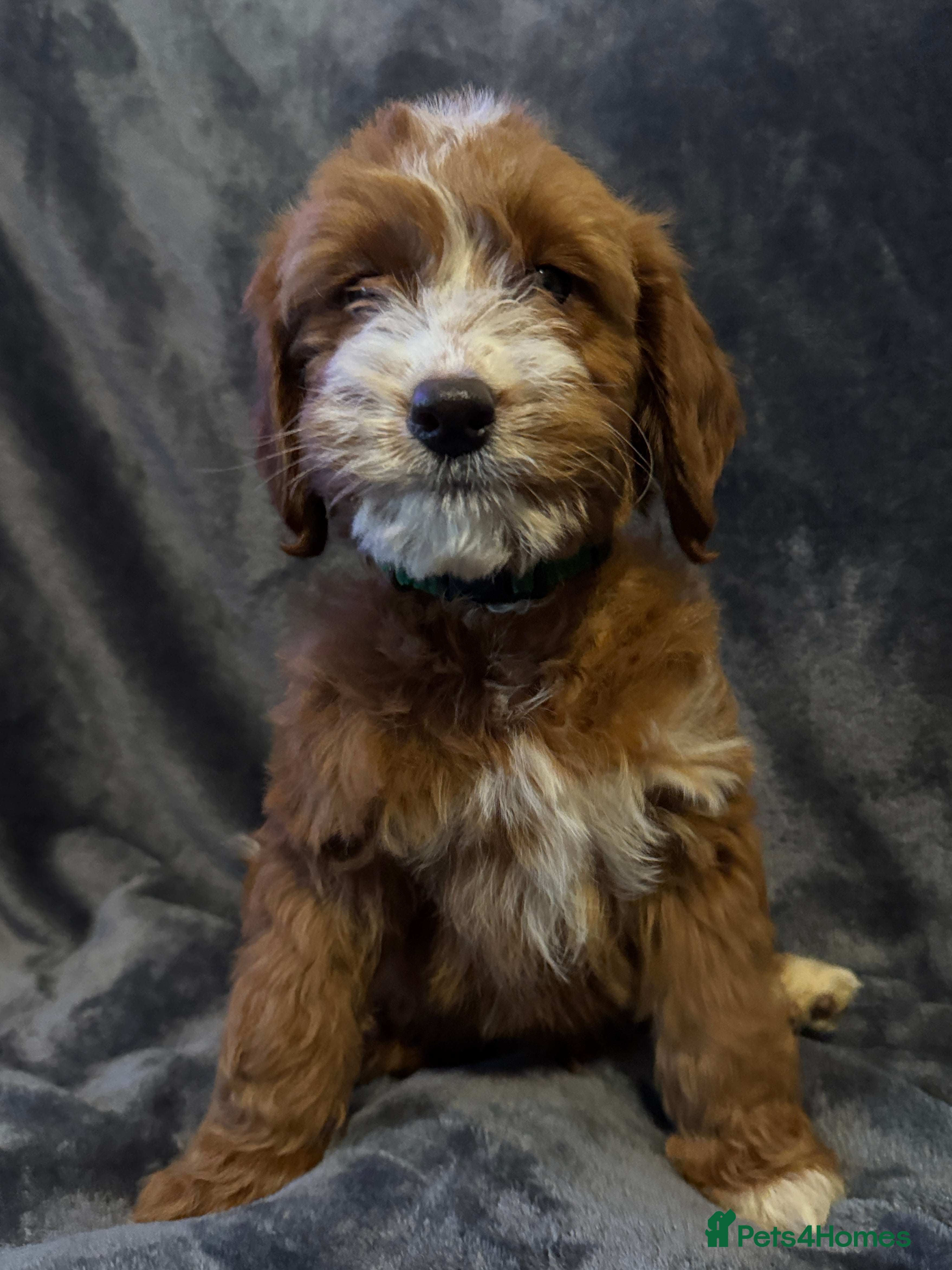 Cockapoo dogs Stunning F1 Cockapoo Puppies - Advert 1