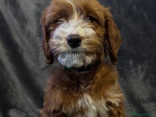 Cockapoo dogs Stunning F1 Cockapoo Puppies - Advert 4