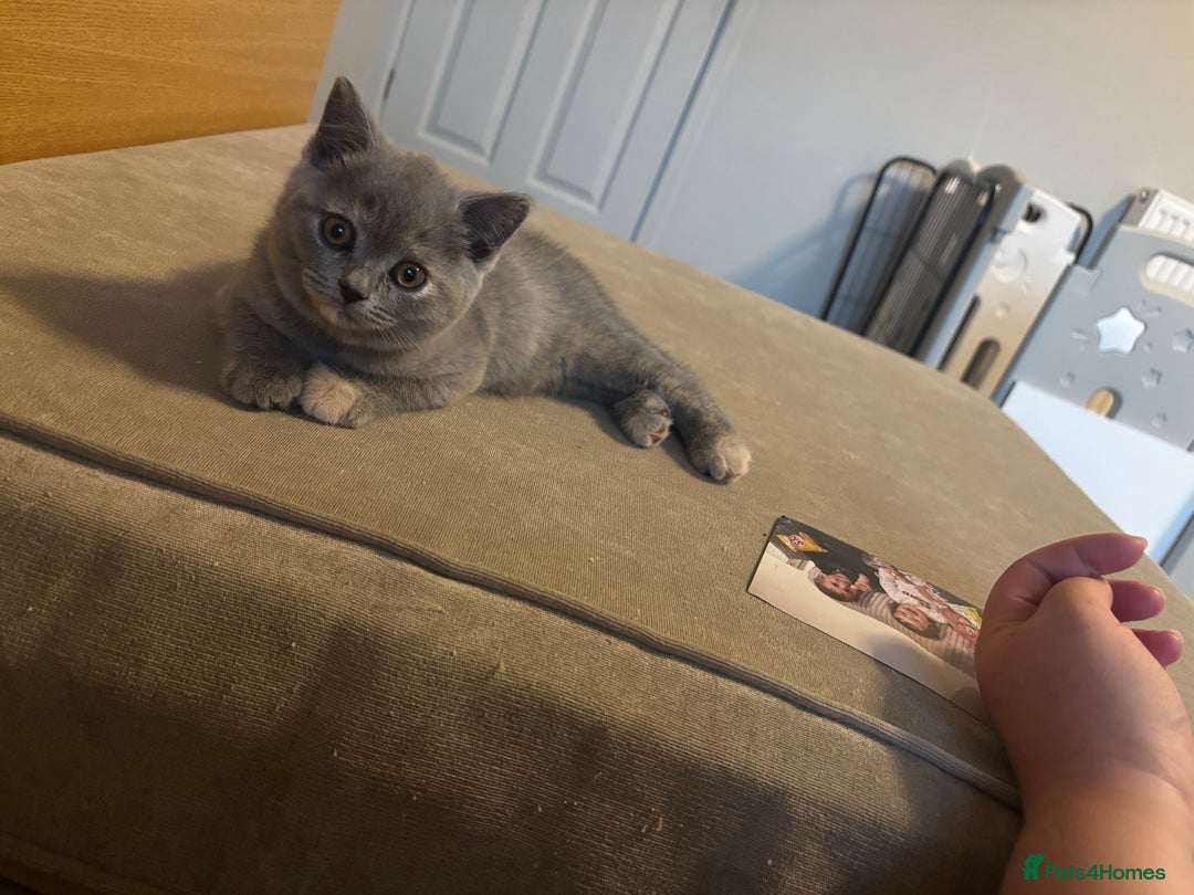 British Shorthair cats for sale: 🩵 1 blue/cream tortie BSH left to reserve 🩵 - Image 34