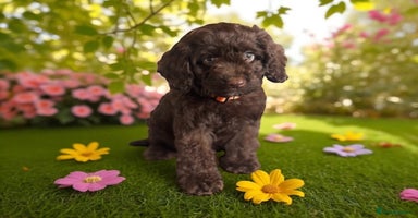 Cockapoo dogs - Advert 11