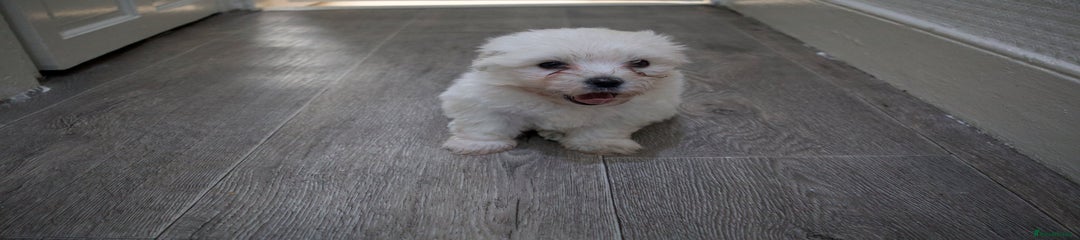 Maltese Puppy 1