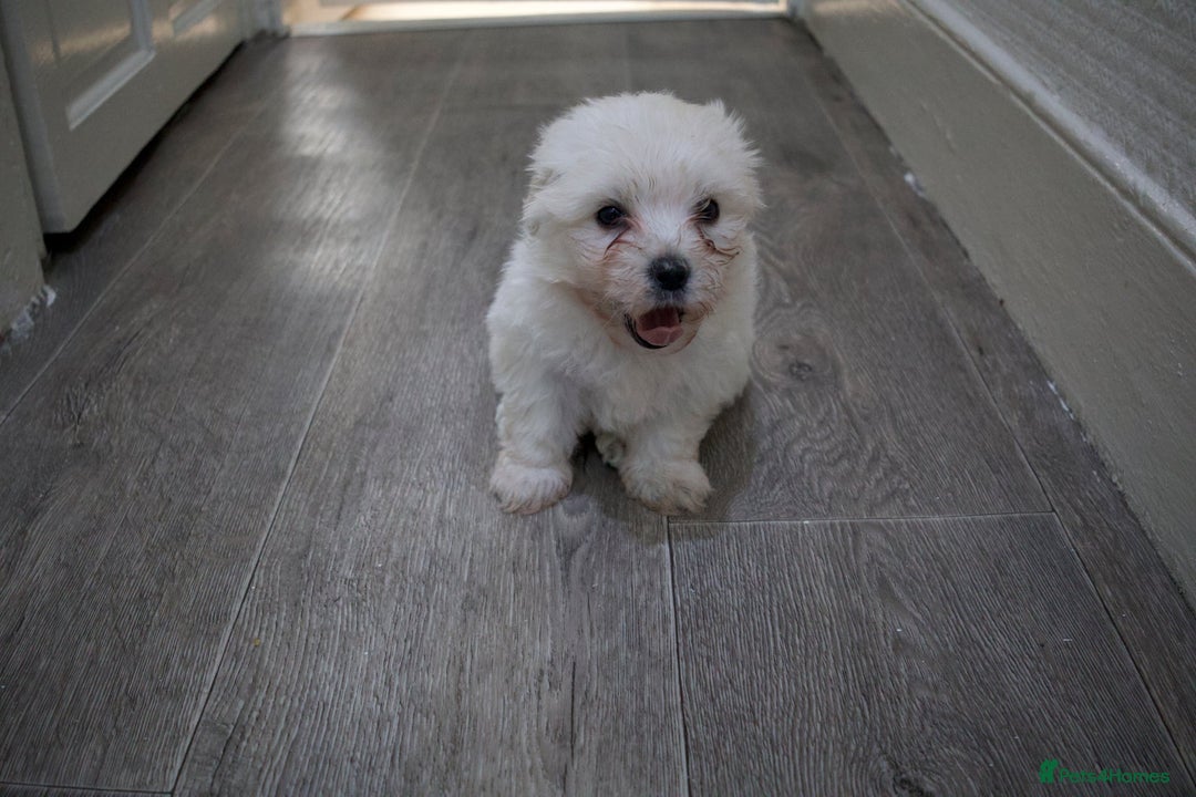 Maltese dogs for sale: Adorable maltese 3boys and 3 girls - Image 18