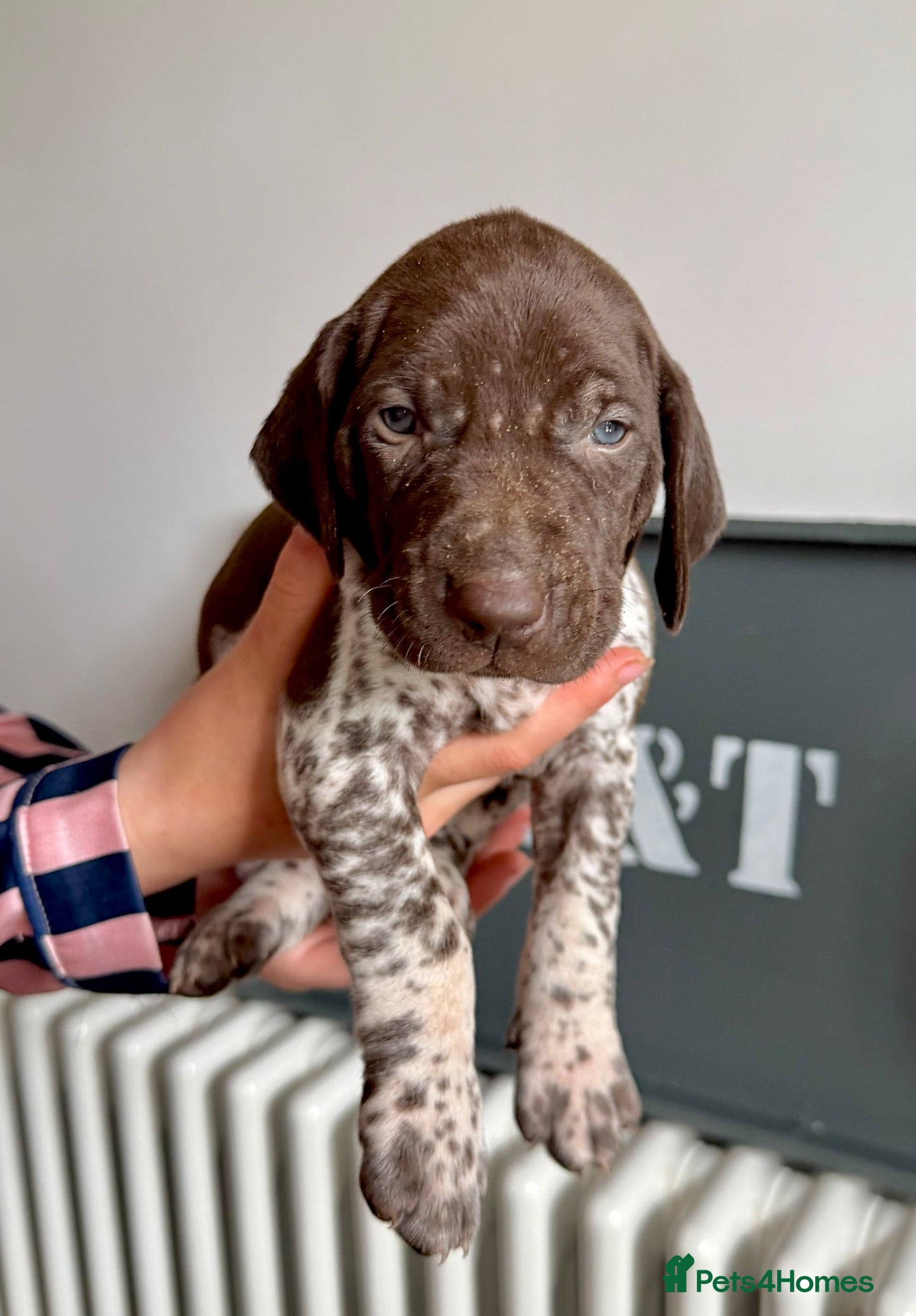 German Shorthaired Pointer dogs KC Registered German Shorthaired Pointer Puppies - Advert 2