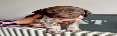 German Shorthaired Pointer 💚