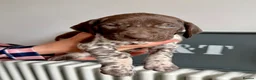 German Shorthaired Pointer dogs for sale: KC Registered German Shorthaired Pointer Puppies - Advert 2