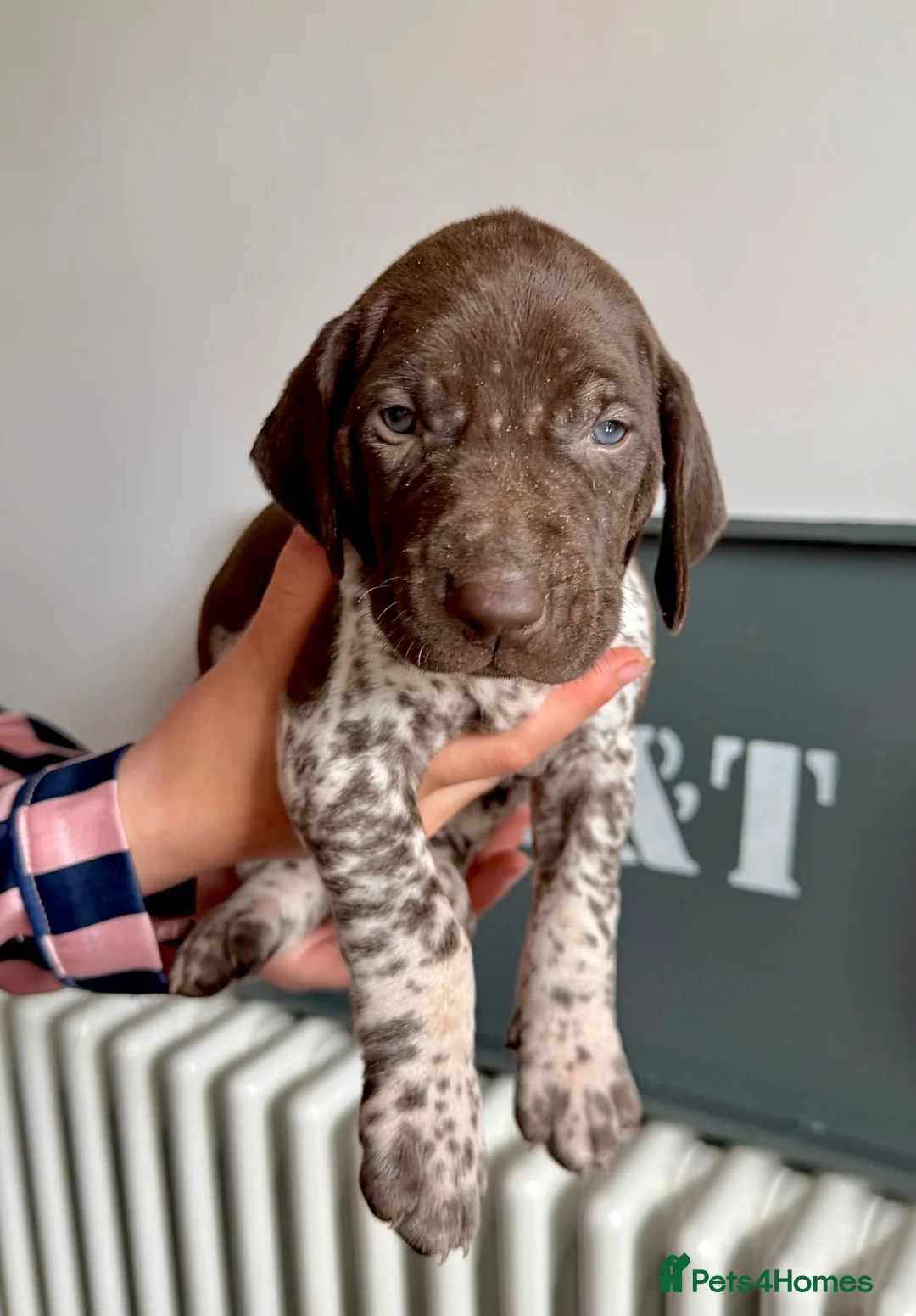 German Shorthaired Pointer dogs for sale: KC Registered German Shorthaired Pointer Puppies - Advert 2