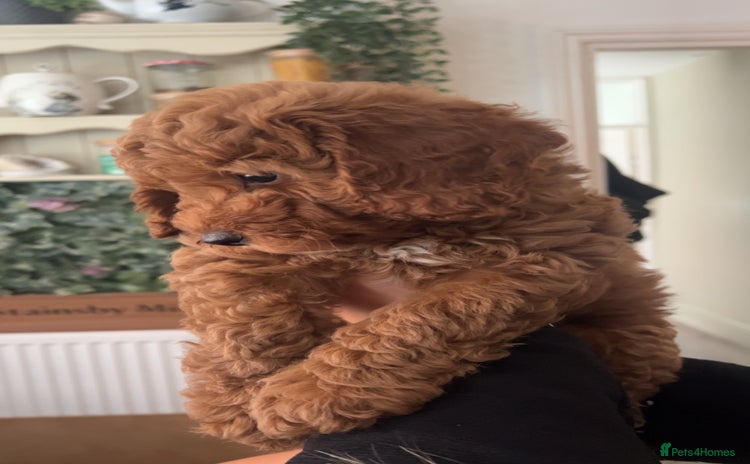 Cockapoo dogs - Advert 7