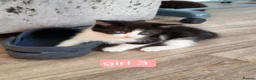 Mixed Breed cats for sale: Beautiful kittens looking for forever homes  - Advert 7