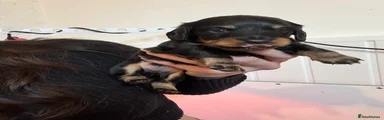 Dachshund Puppy 1