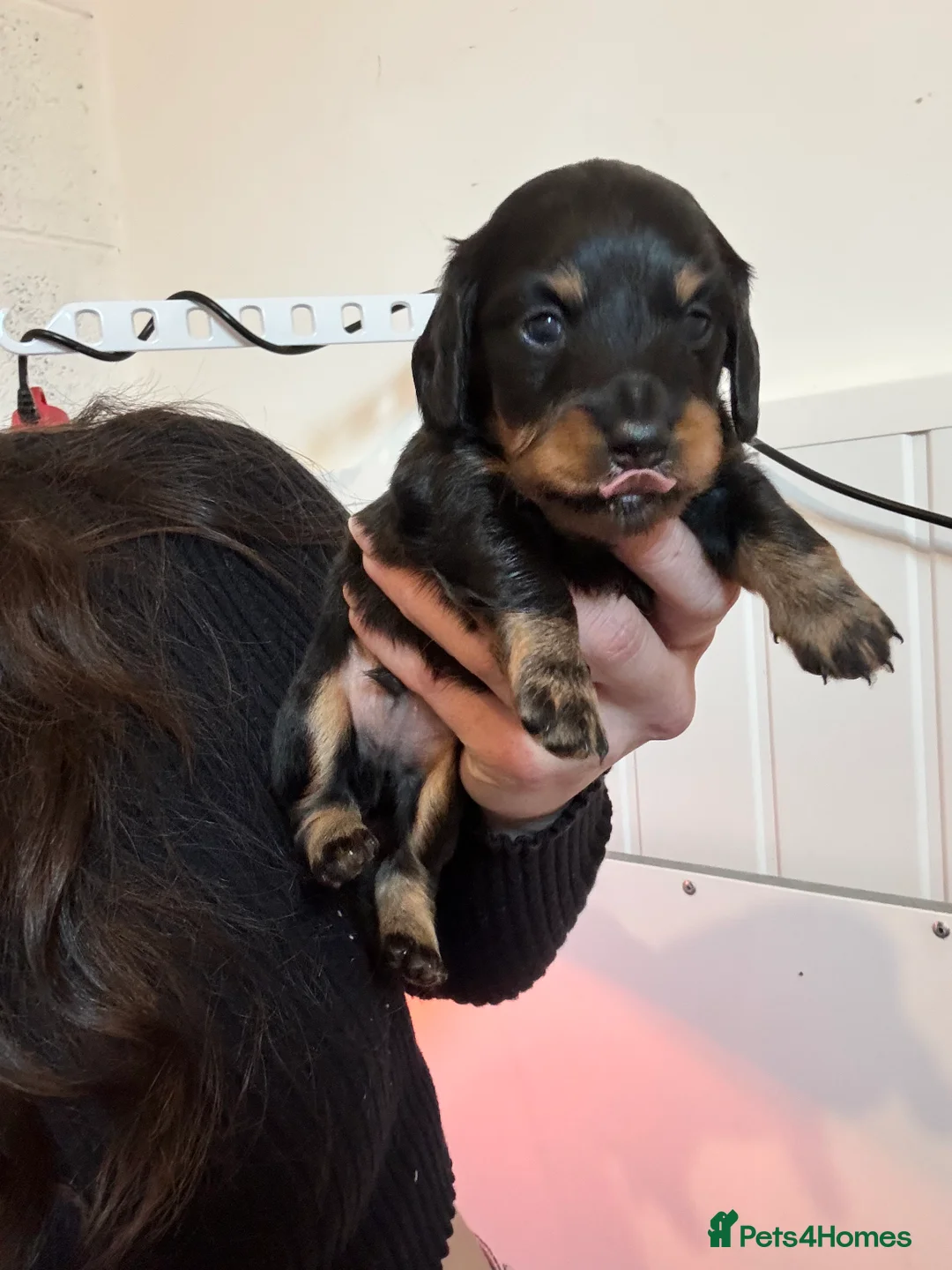 Dachshund dogs for sale: LONGHAIRED MINIATURE DACHSHUND KC REG PRA CLEAR - Advert 11