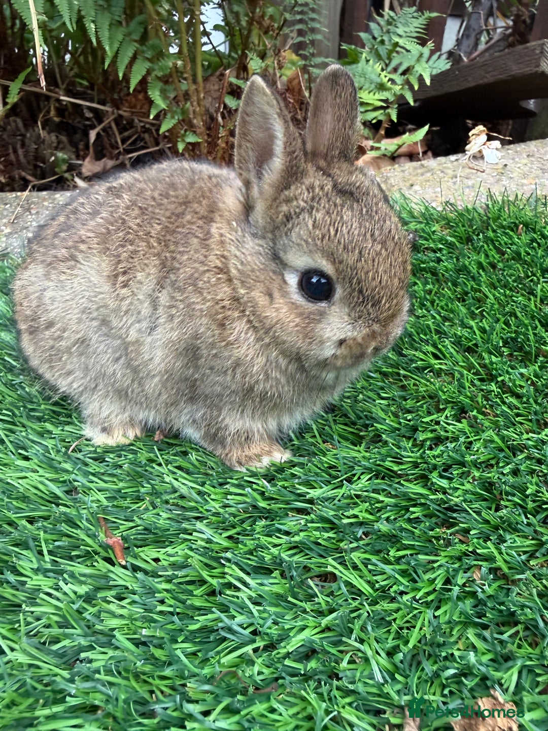 Netherland Dwarf rabbits for sale: Pure Netherland Dwarf - Image 9
