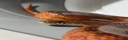 Corn Snake reptiles for sale: Beautiful corn snake looking for new home  in Edenbridge - Advert 4