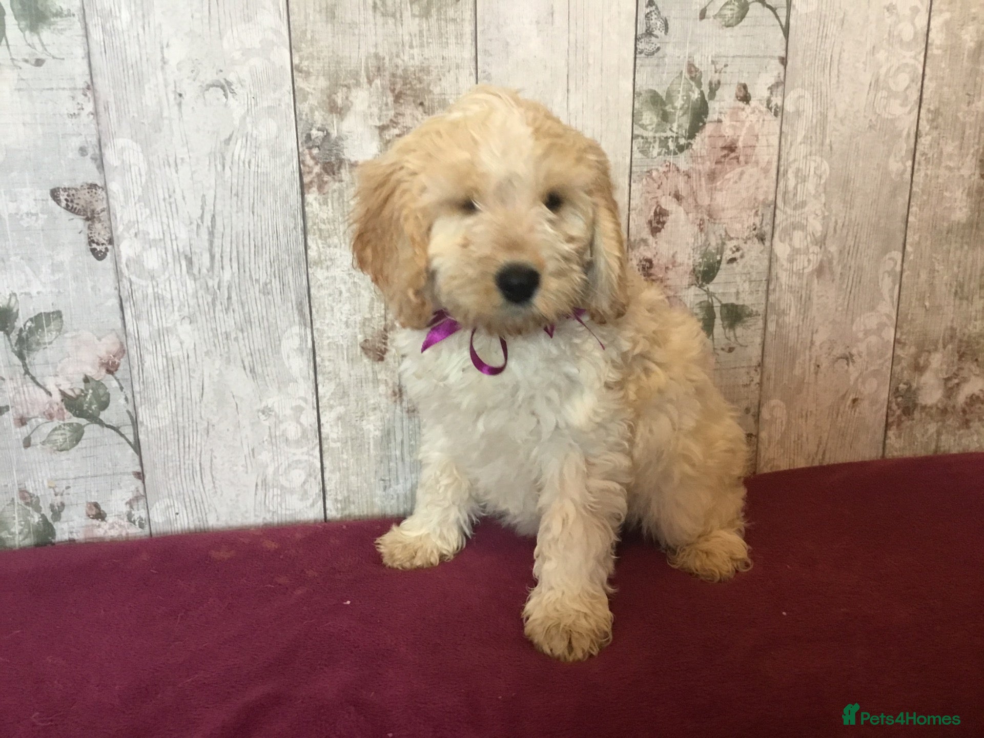 Mixed Breed dogs Adorable fluffball Cockalierpoo pups - Advert 2
