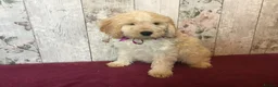 Mixed Breed dogs for sale: Adorable fluffball Cockalierpoo pups - Advert 12