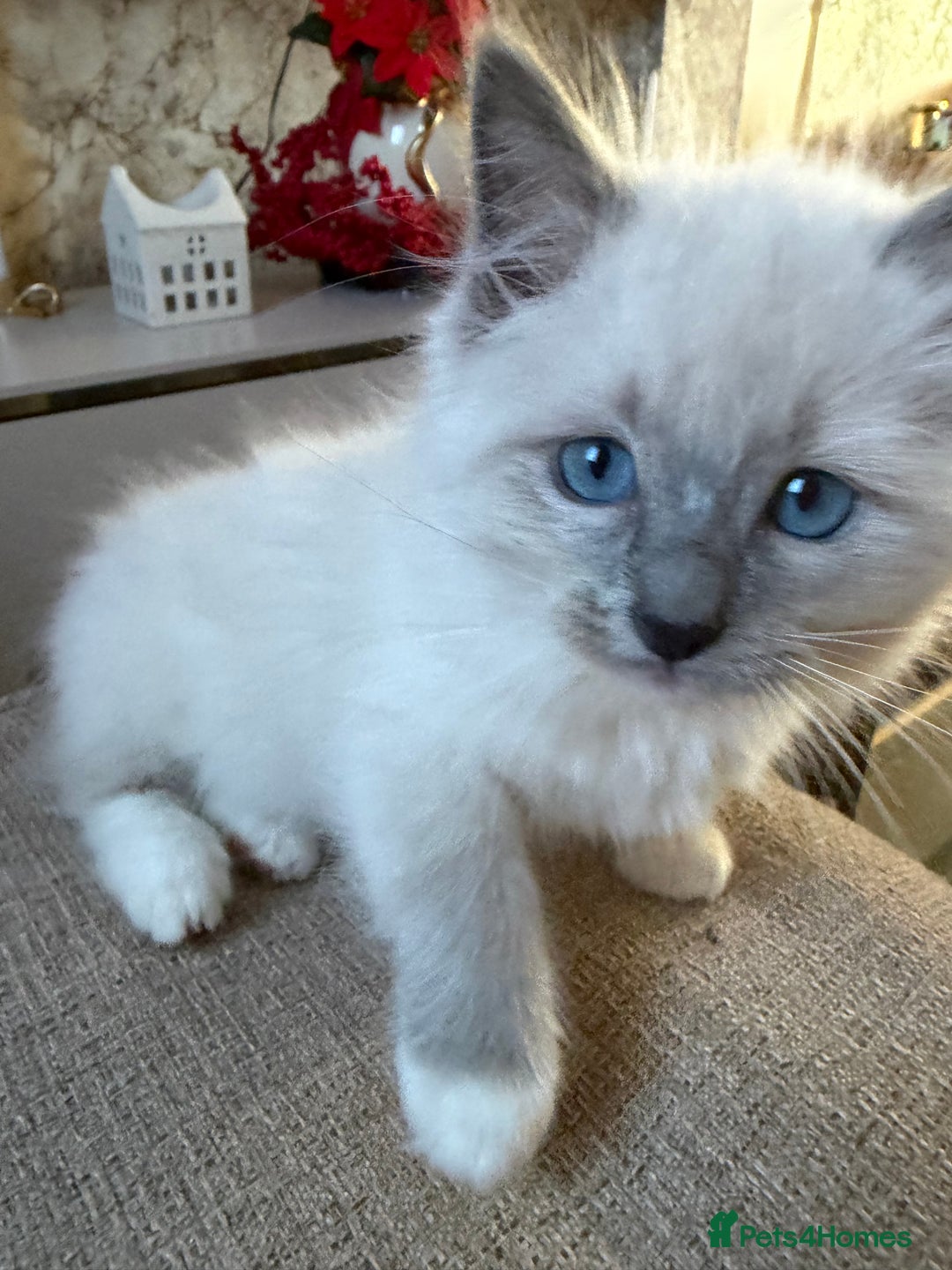 Ragdoll cats for sale: pure ragdoll - Advert 16
