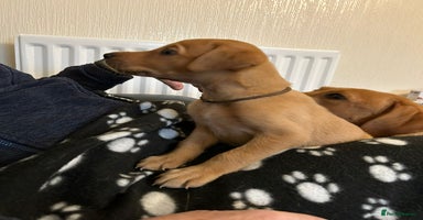 Labrador Retriever dogs KC Fox Red Labrador Pups - Health tested. 1 left - Advert 3