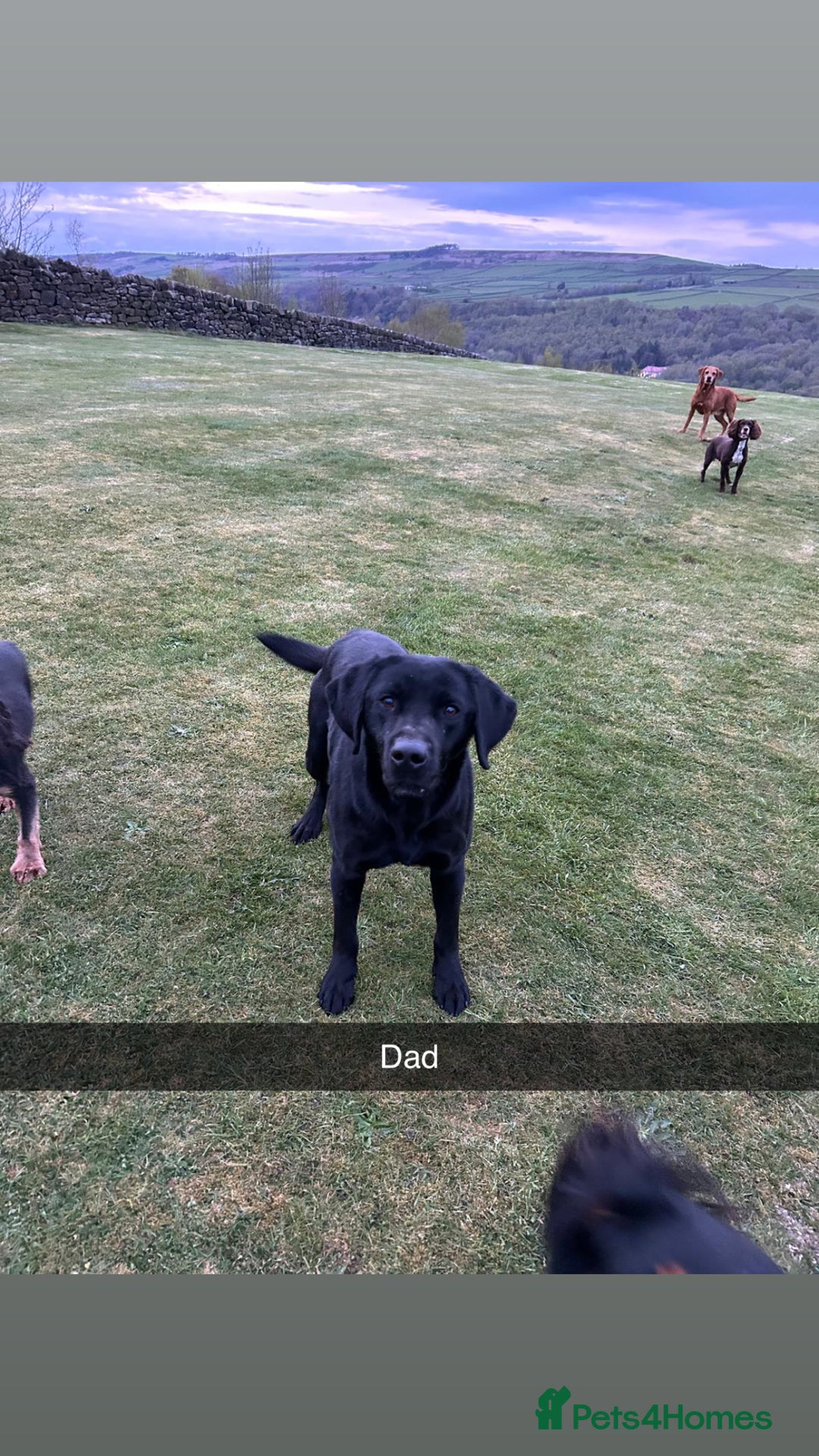Labrador Retriever dogs for sale: Female black Labradors - Image 9