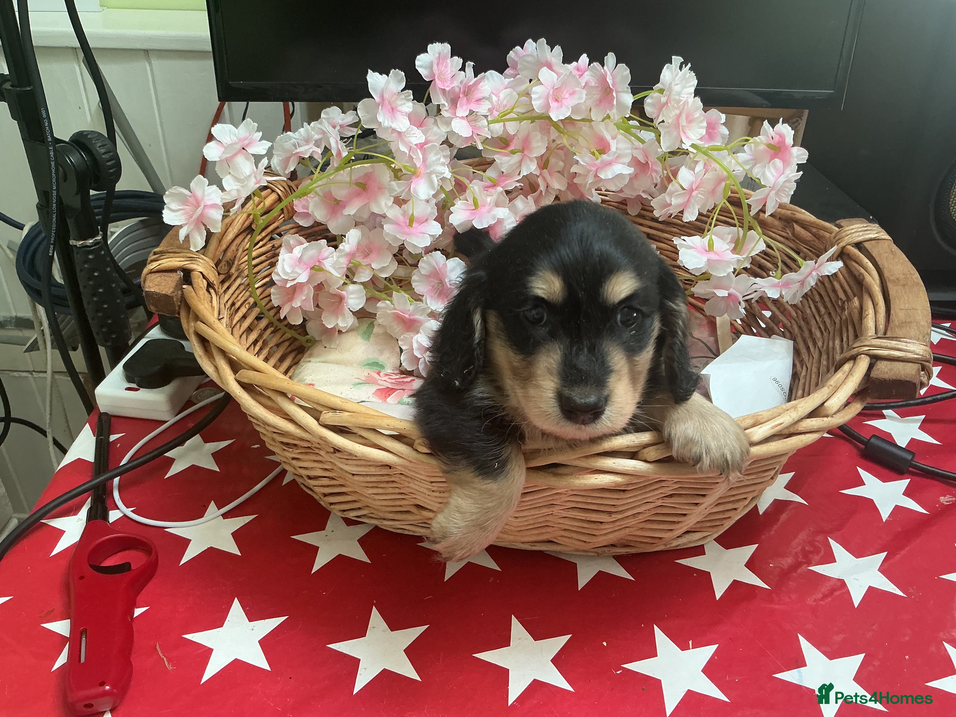 Dachshund dogs Miniture long haired dushounds puppy’s - Advert 9