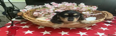 Puppy 1