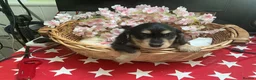 Dachshund dogs for sale: Miniture long haired dushounds puppy’s - Advert 5