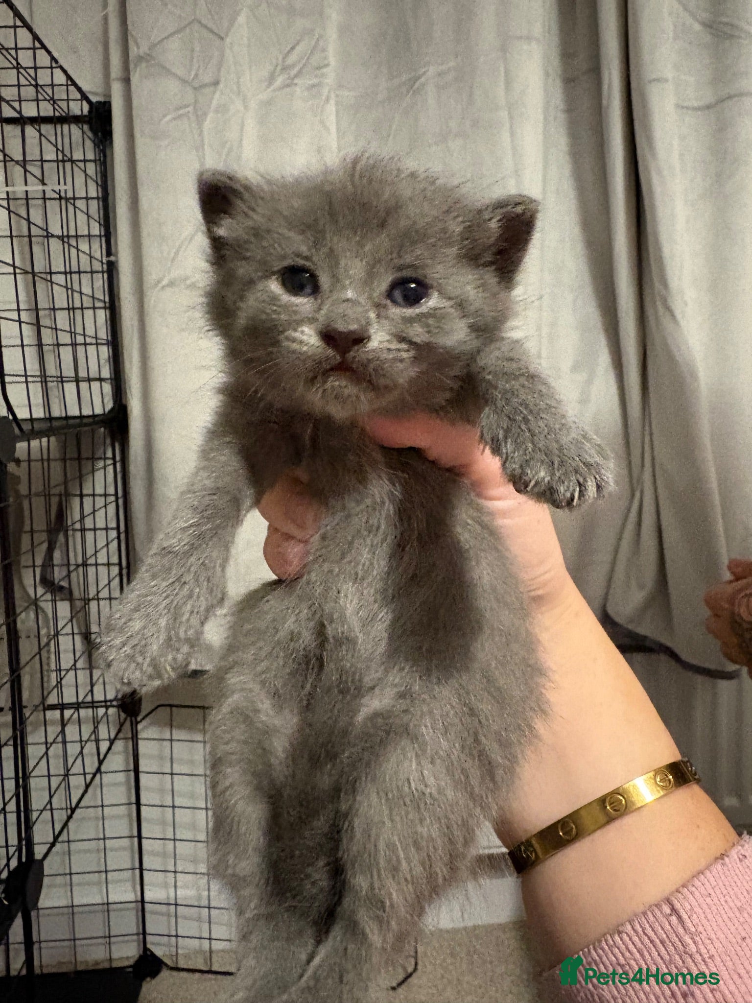 Ragdoll cats Blue boy left💙 DSH x ragdoll kittens  - Advert 8