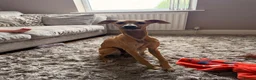 Whippet dogs for sale: Whippet for sale  in Doncaster - Advert 3