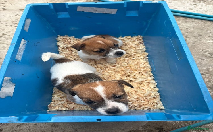 Jack Russell dogs - Advert 5