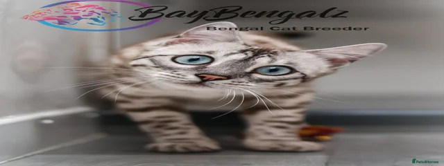 Baybengalz Valentina Kisses