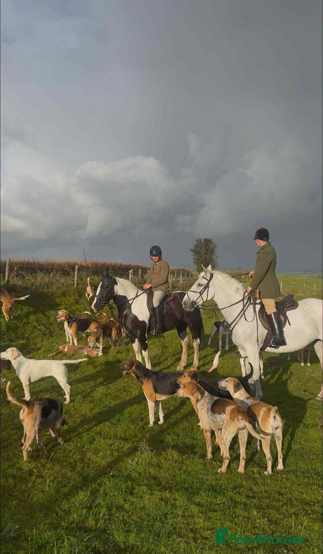 Irish Cob horses for sale: Henry -The real life super cob  - Image 5