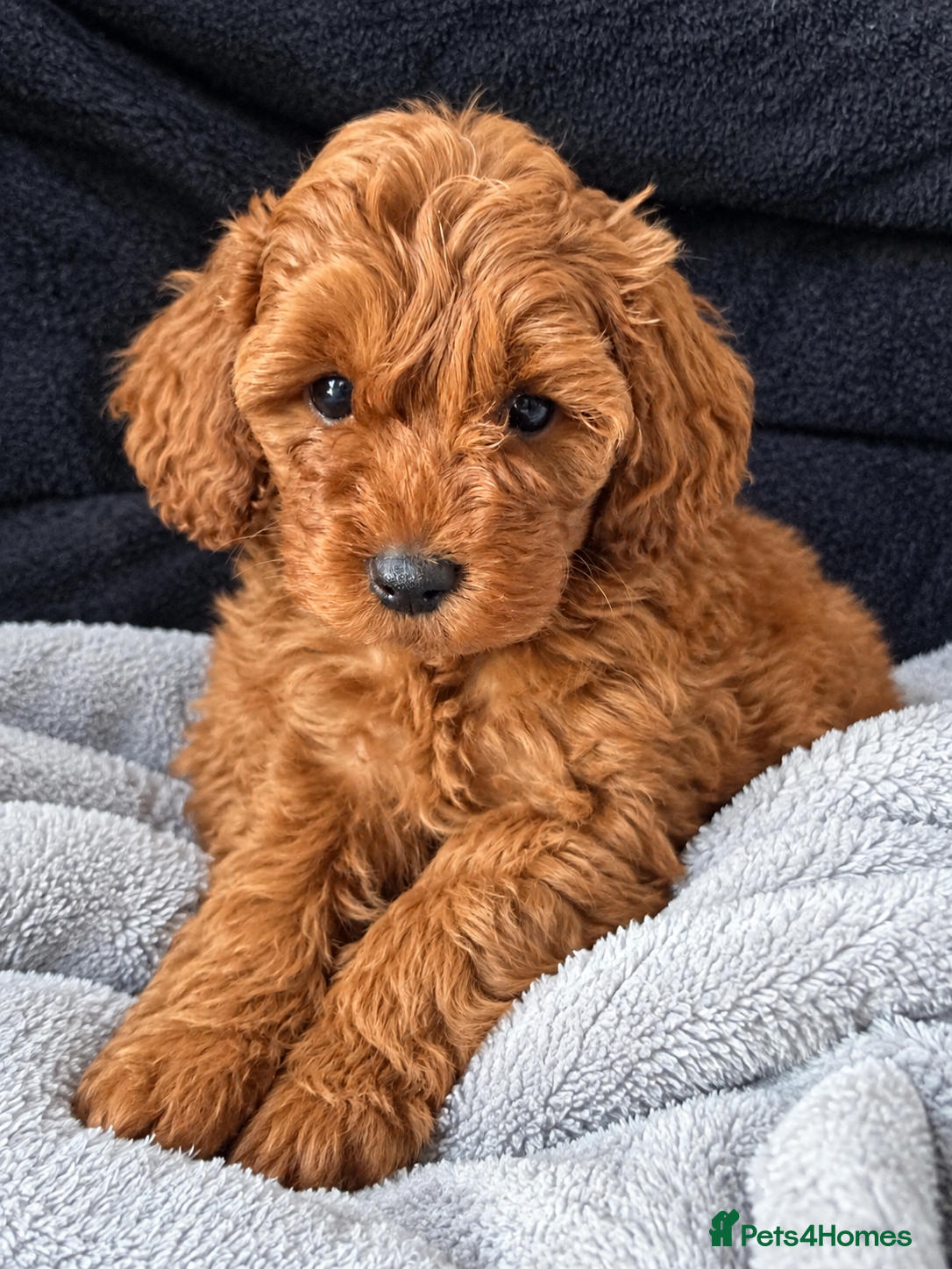 Cockapoo dogs Beautiful F1b Cockapoo puppies - Advert 2