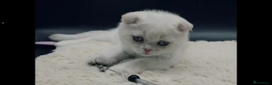 Oscar
